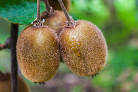 Close-up of kiwi fruits on kiwi plantation in Casas del Puente, Asturias, Spainの写真素材