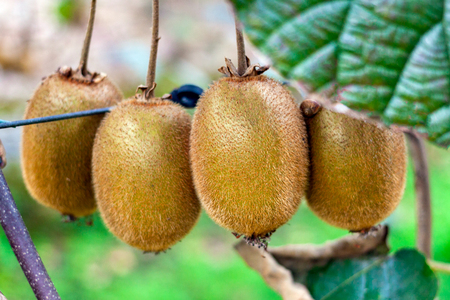 Close-up of kiwi fruits on kiwi plantation in Casas del Puente, Asturias, Spainの写真素材