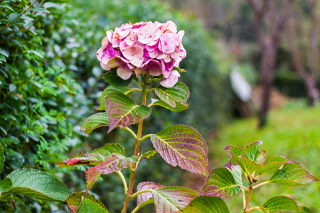 Light pink hydrangea flower in the garden. Asturias, Spain