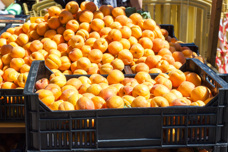 Bright orange apricots in two boxes for sale on Apricot Fair in Porreres, Mallorca, Spainの写真素材