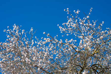 Almond tree flowers against the blue sky in Costitx, Mallorca, Spainの写真素材