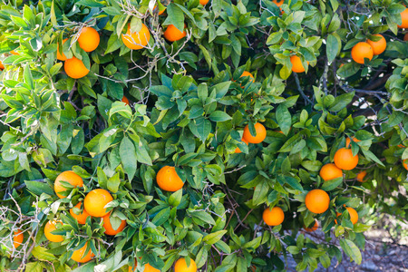Orange tree with ripe oranges in Costitx, Mallorca, Spainの写真素材