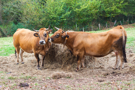 Two brown cows near the haystack on the farmの写真素材