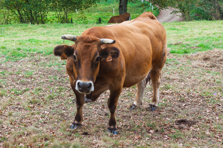 Brown cow looking into the camera on the framの写真素材