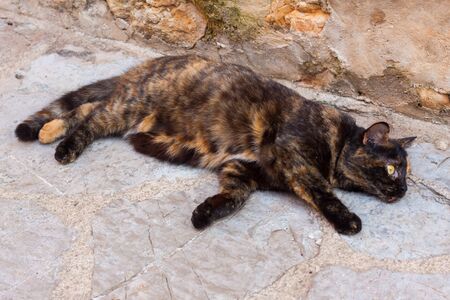 Beautiful black and red cat lying on the groundの写真素材