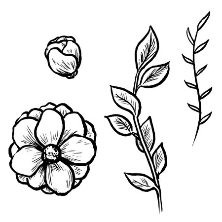 Flowers and branches ink illustration. Ink vector drawings set. Decorative floral vector elements. Simple minimal abstract style.のイラスト素材