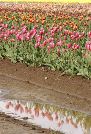 tulips reflecting in a puddle of waterの写真素材