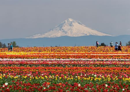 Colorful tulip fields with Mt. Hood in the backgroundの写真素材
