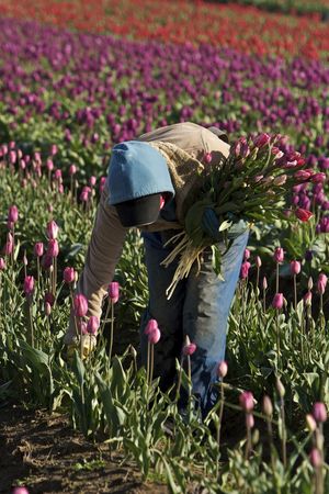 picking tulips at harvestの写真素材