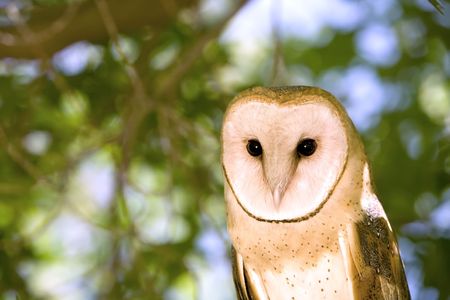Portrait of a Barn Owl Sitting in a Treeの写真素材