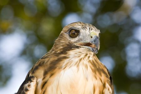 Up close portrait of a Red Tail Hawkの写真素材