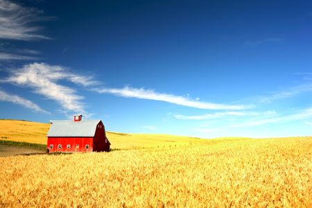 Red Barn in the mist of a wheat field under a puffy cloud blue skyの写真素材