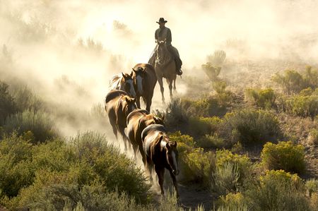 Single cowboy guiding horses through the desertの写真素材