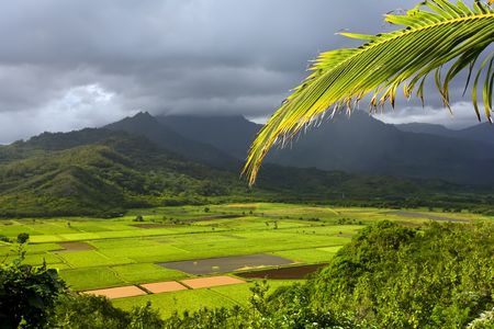 Bright leaves of the taro fields in Hanalei Kauai with mountains in the backgroundの写真素材