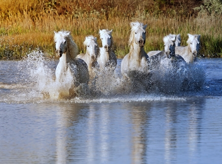 Heard of White Horses Running and splashing through waterの写真素材