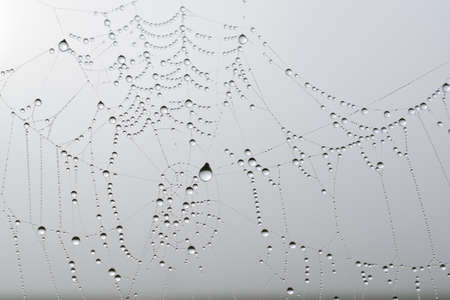Raindrops in a spider web, just like art. nature artの写真素材