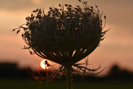 This spider is enjoying the sunsetの写真素材