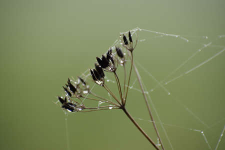 Flower in the rain