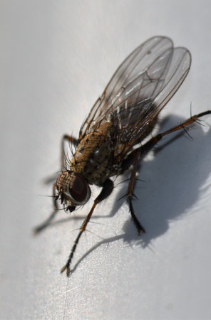 Beautiful little fly