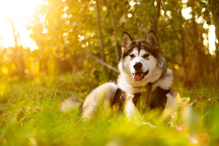 Beautiful young dog of breed Alaskan Malamute in the rays of the sun on a background of greenery and grassの写真素材