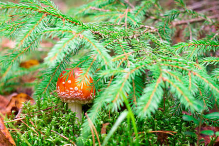 Red fly agaric or amanita mushroom with white dots, growing in autumn forest on moss under spruce branchesの写真素材