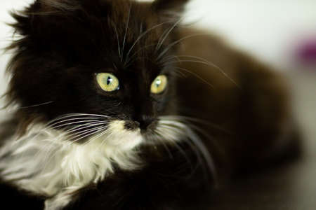 Cute little black kitten with white breast and paws and yellow eyes lying on a dark floorの写真素材