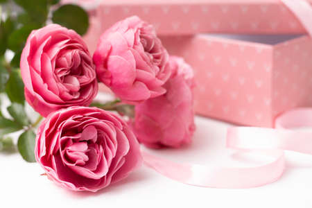 Pink delicate roses, sort Leonardo da Vinci on a white surface with gift box and ribbon.の写真素材