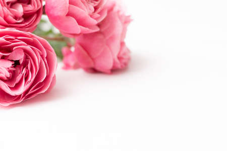 Pink delicate roses Leonardo da Vinci sort on a white surface, copy space.の写真素材