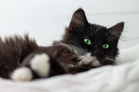 Cute black kitten with white breast and paws and green bright eyes, lying on a white knitted blanketの写真素材