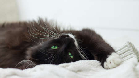 Cute black kitten with white breast and paws and green bright eyes, lying on a white knitted blanketの写真素材