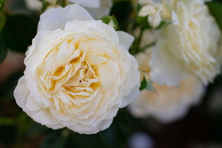 Champagne rose bud and flower, Cream Abundance variety in greenery in the garden on a bushの写真素材