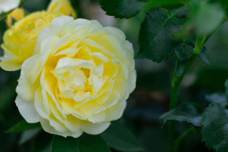 The bud and flower of a delicate yellow rose, variety Golden Border in greenery in the garden on a bushの写真素材