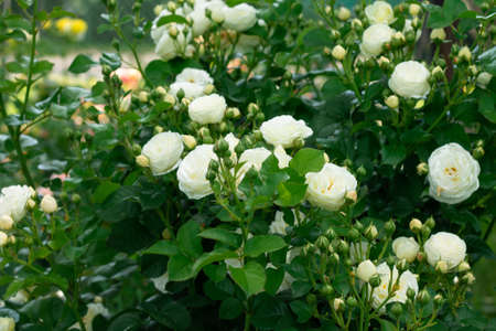 Champagne rose buds and flowers, Artemis variety in greenery in the garden on a bushの写真素材