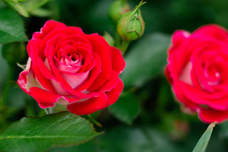 The bud and flower of a bright red rose of the Schone Koblenzerin variety, in greenery in the garden on a bushの写真素材