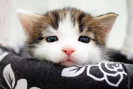Cute white spotted little kitten in a wicker straw basket, on a knitted blanketの写真素材