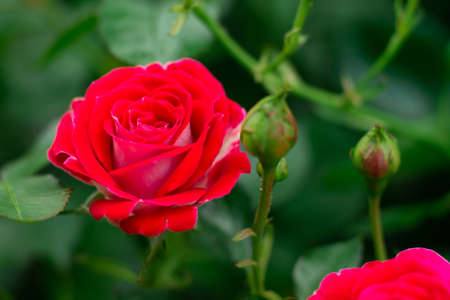 The bud and flower of a bright red rose of the Schone Koblenzerin variety, in greenery in the garden on a bushの写真素材
