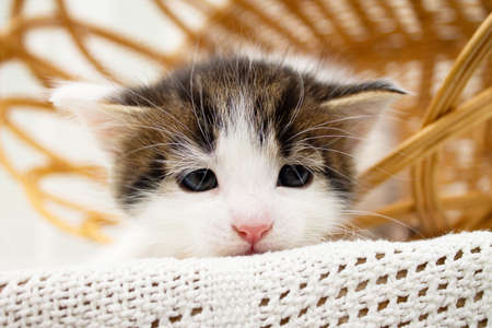 Cute white spotted little kitten in a wicker straw basket, on a knitted blanketの写真素材