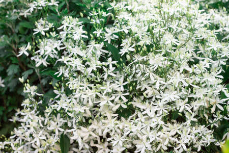 Small flowers and buds of white Clematis Recta, on the background of greenery in the garden on a bushの写真素材