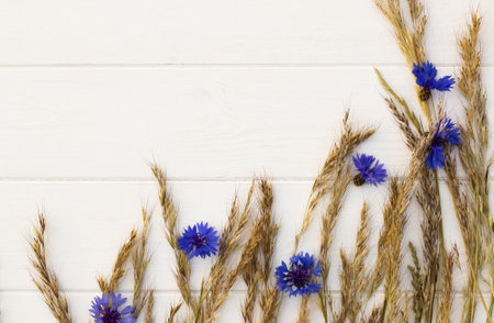 Spikelets and cornflowers on a white wooden background. Flat lay. Copy space.の写真素材