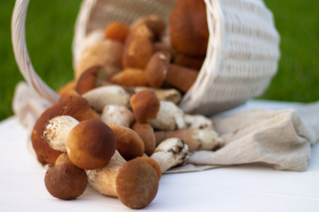 White wicker basket with brown boletus mushrooms.の写真素材