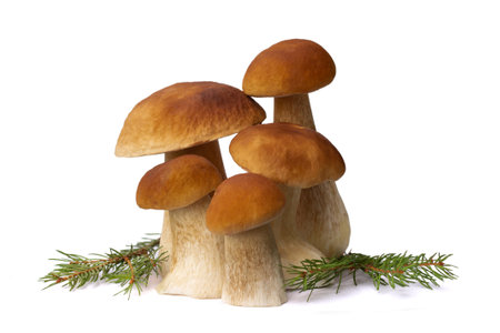 Brown boletus mushrooms isolated on white background.の写真素材