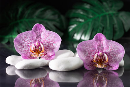 Beautiful lilac orchid flowers lying on white stones with monstera leaves, on black backgroundの写真素材