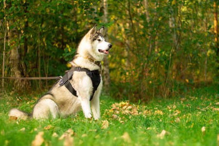 Beautiful young dog of breed Alaskan Malamute sitting in the rays of the sun on a background of...
