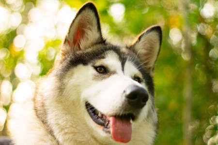Beautiful young dog of breed Alaskan Malamute lying in the rays of the sun on a background of...
