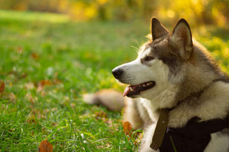 Beautiful young dog of breed Alaskan Malamute lying in the rays of the sun on a background of...