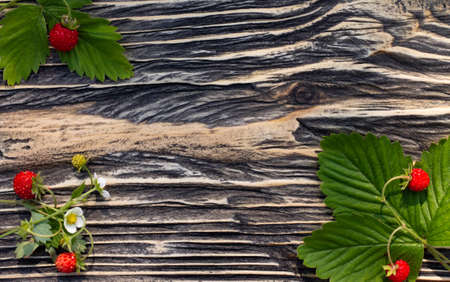 Sprigs of ripe red wild strawberries with berries on an old wooden surface. Top view. Copy space.の写真素材