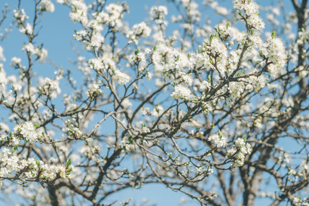 Blurred creative background of branches of apple tree in bloom against blue sky. White flowers of fruit tree in springの写真素材