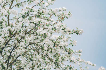 Blurred creative background of branches of apple tree in bloom against blue sky. White flowers of...
