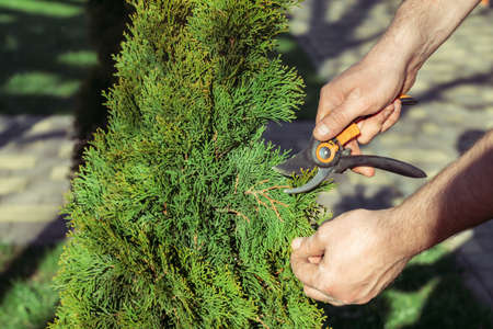 Hands of man who cuts thuja branches with a pruner in garden in sunlightの写真素材