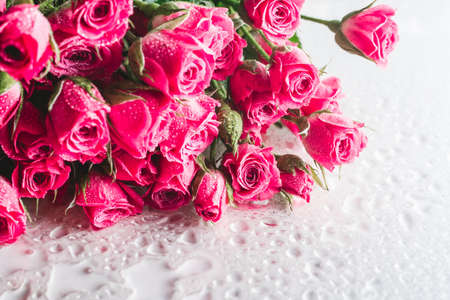 Blurred creative background of pink rose flowers. Partially defocused roses on glossy surface with water drops. Copy spaceの写真素材